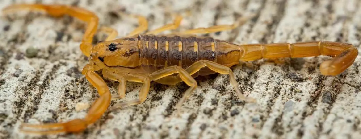 SCORPIONS ラグランT パキ綿 Florida_Bark_Male_Blacklight_0